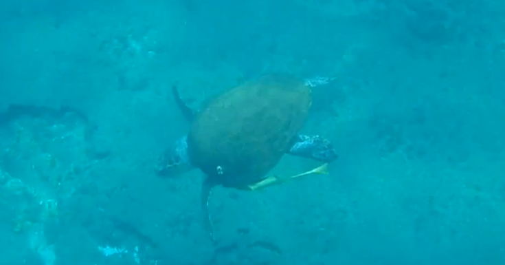 sea_turtle.png